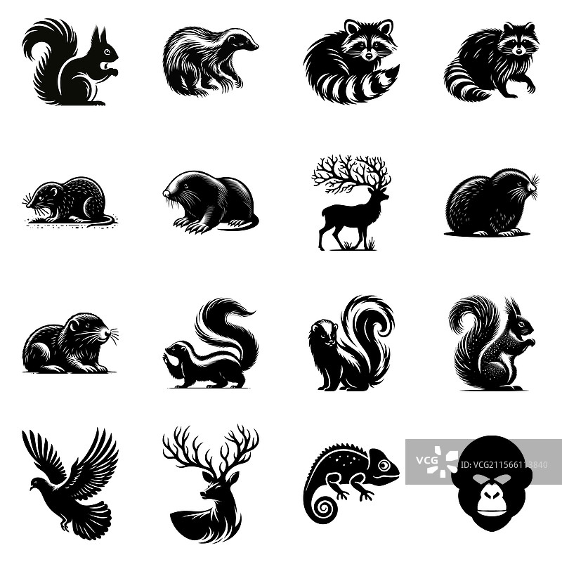 一组松鼠和其他野生动物图片素材