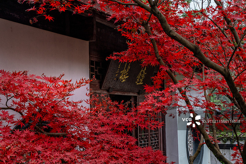杭州西湖虎跑公园的绝美秋景图片素材