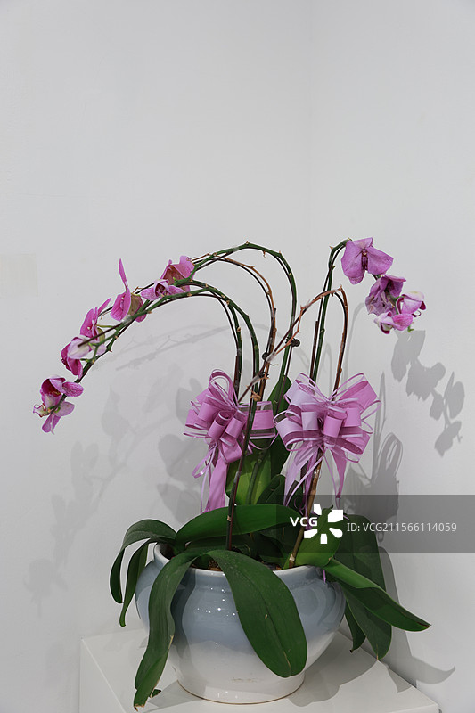 蝴蝶兰图片素材