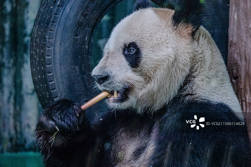 熊猫吃竹子龇牙咧嘴特写镜头图片素材