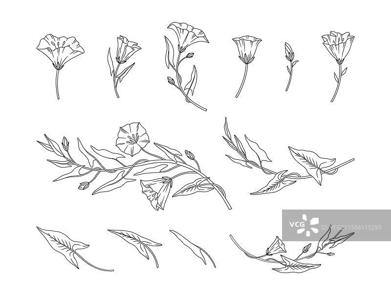 一组缠绕藤花和叶子的线条艺术风格图片素材