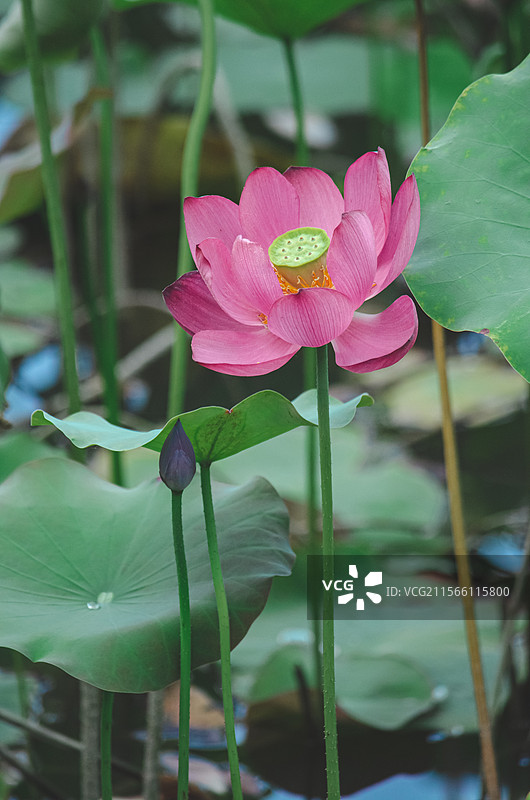 中国野生植物水生植物拍摄主题，室外公园荷塘湖水中清新美丽的荷花与荷叶，户外无人图像摄影图片素材