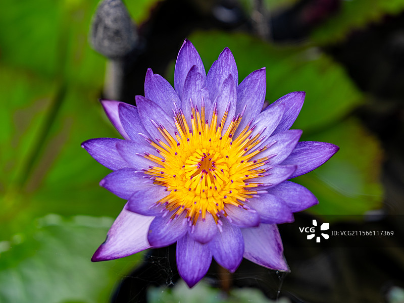 横琴岛核心区香洲埠图片素材