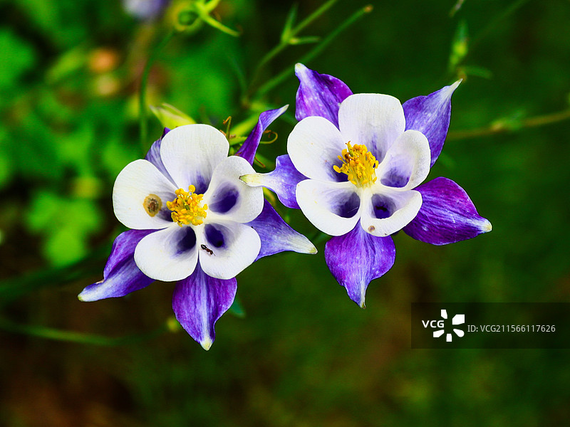 西溪花朝节图片素材