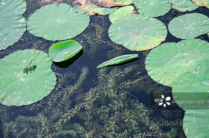 中国野生植物水生植物拍摄主题，室外公园荷塘湖水中清新美丽的荷花与荷叶，户外无人图像摄影图片素材