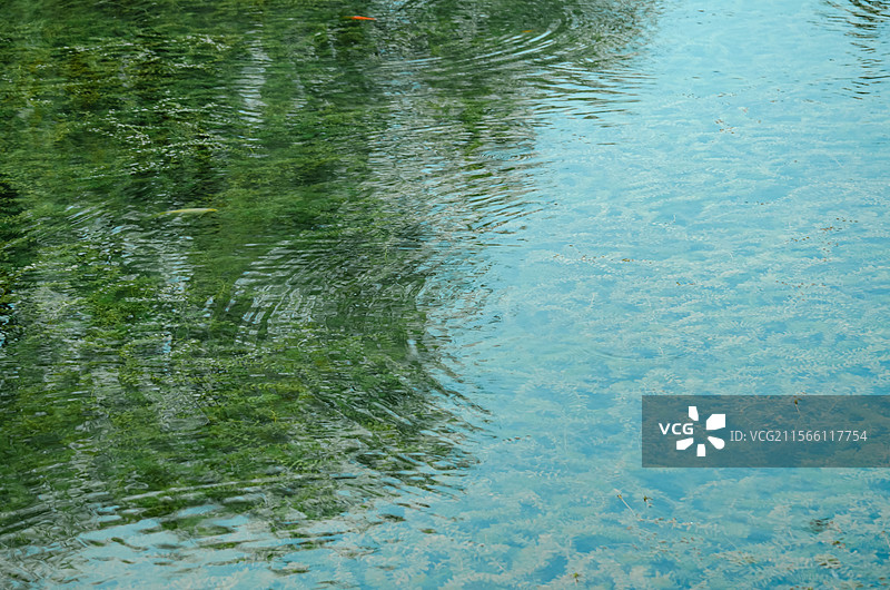 中国野生植物水生植物拍摄主题，室外公园荷塘湖水中清新美丽的荷花与荷叶，户外无人图像摄影图片素材
