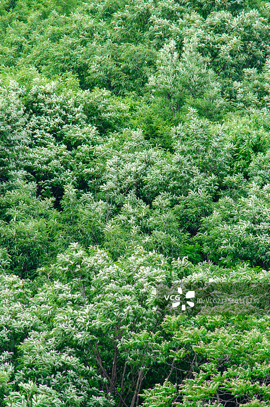 中国山东头泰安市岱岳区彩石溪风景区，绿色山脉森林和许多大树，户外白昼无人图像摄影图片素材