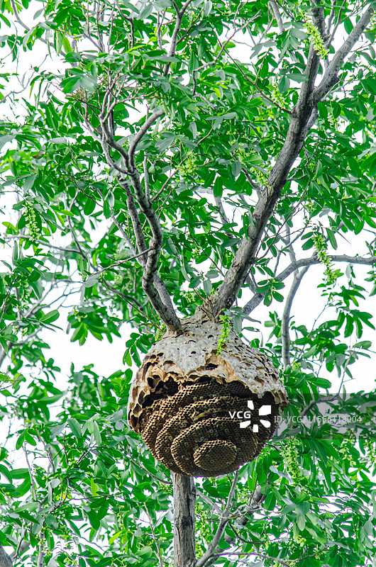 中国自然风光野生动物的巢穴拍摄主题，树枝上的野外马蜂窝，户外白昼无人图像摄影图片素材