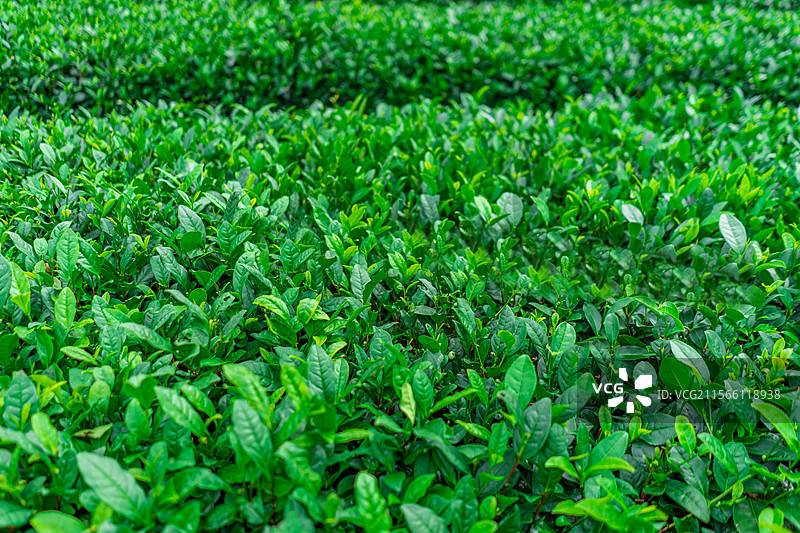 中国茶文化拍摄主题，茶园里一片绿色的茶树，前景聚焦绿色的茶叶，户外白昼无人图像摄影图片素材