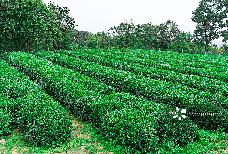 中国茶文化拍摄主题，茶园里一片绿色的茶树，前景聚焦绿色的茶叶，户外白昼无人图像摄影图片素材