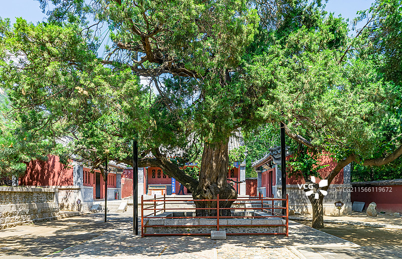 中国自然风光拍摄主题，山东省泰安市岱岳区彩石溪风景区，元君庙里的古老的柏树，户外白昼无人图像摄影图片素材