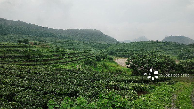 山中景色——清远茶山图片素材