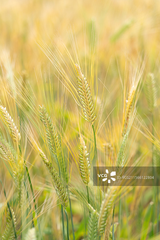 麦田里成熟的大麦图片素材