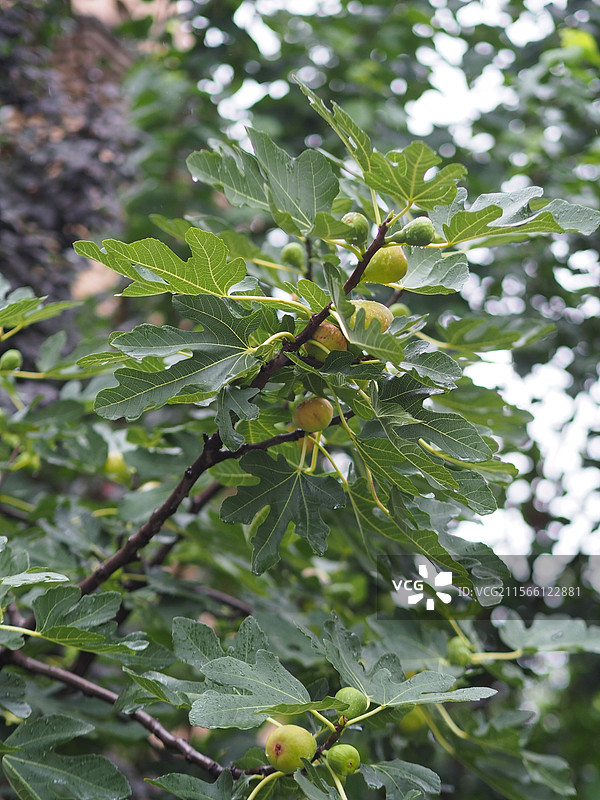 无花果特写图片素材