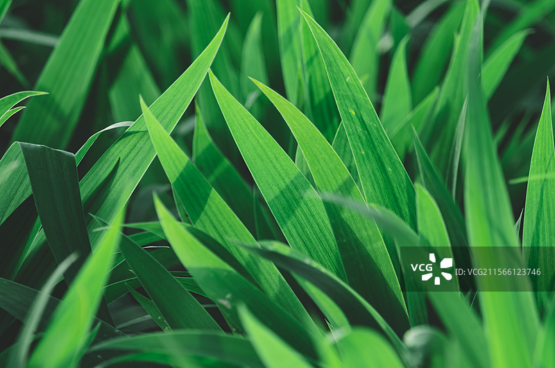 中国野生植物拍摄主题，春天的的花坛草坪里绿色的黄菖蒲鸢尾叶子尚未盛开，户外白昼无人图像摄影图片素材