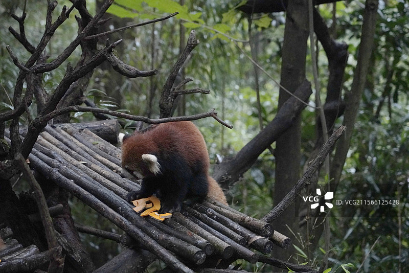 森林里小熊猫吃东西的特写低角度图片素材