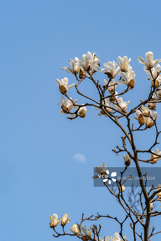 上海植物园蓝天下白色开花植物白玉兰与月亮同框的低角度视图图片素材