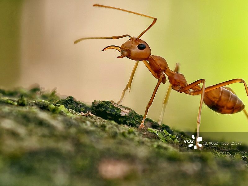 红火蚁图片素材