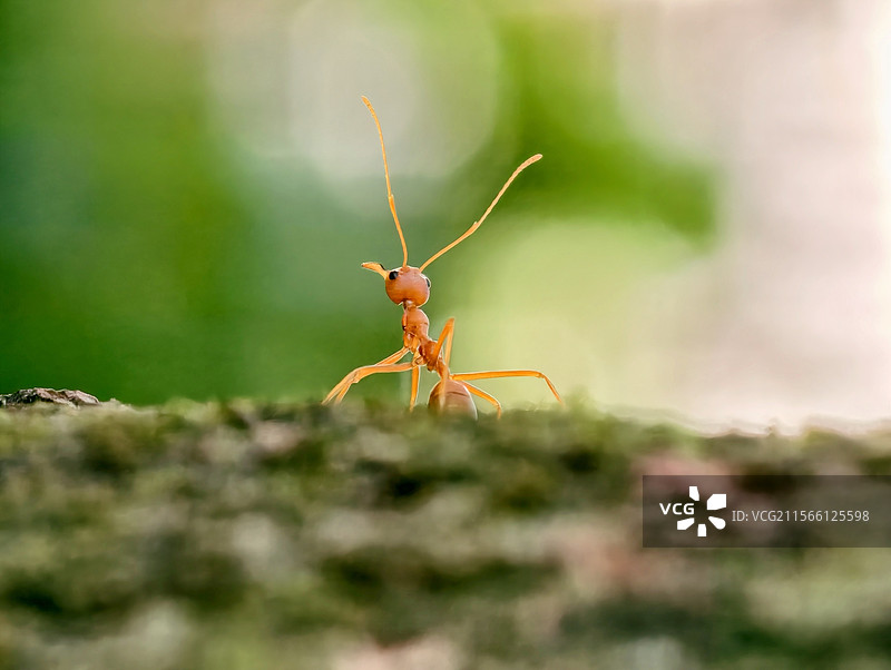 蚂蚁探头图片素材
