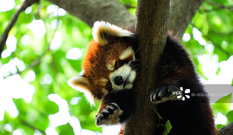 网红小熊猫亚瑟睡觉抓拍图片素材