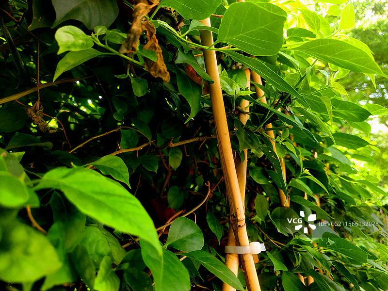 城市、街头、街景、马路、人行道、交通、景观、风景、风光、植物、自然图片素材