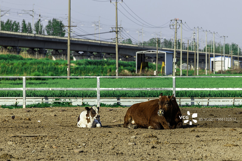 牧场牛群的悠闲时光田园风光图片素材