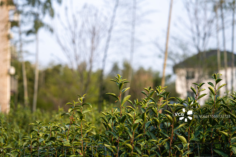 茶树图片素材