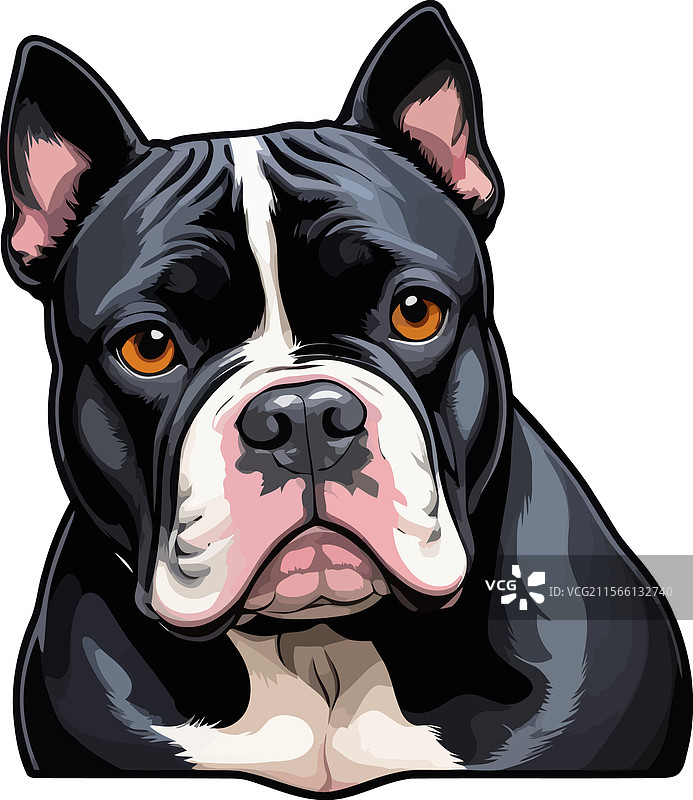 听话的黑色美国斗牛犬小狗图片素材