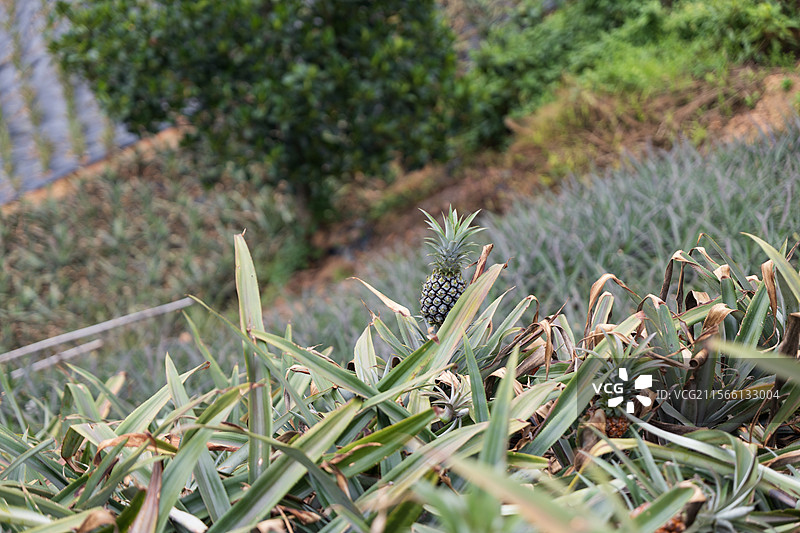 中山神湾菠萝图片素材