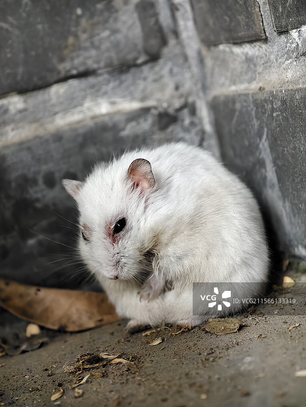 仓鼠图片素材