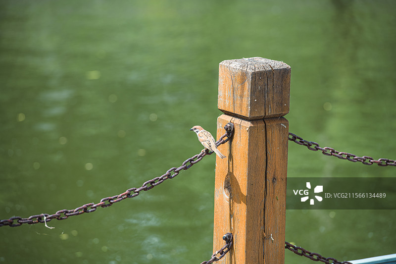 小麻雀图片素材