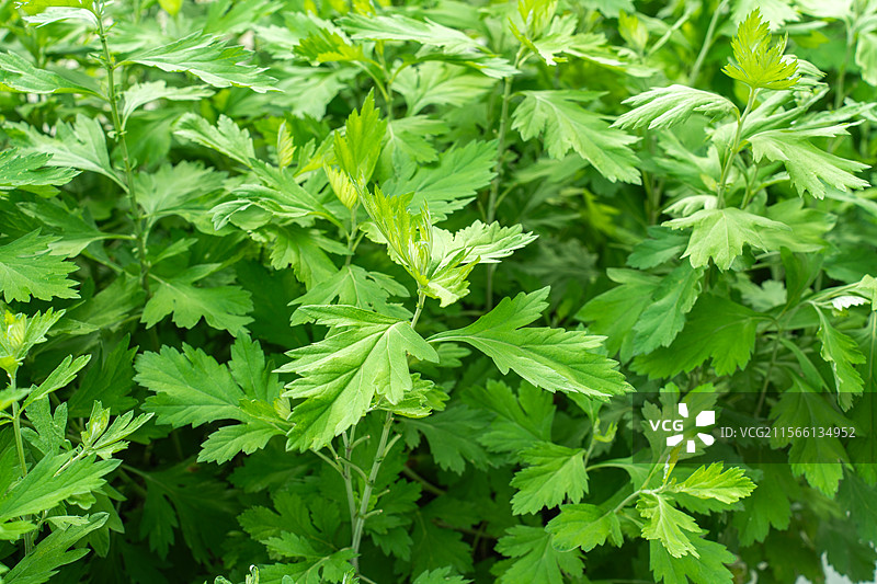端午节植物艾草图片素材