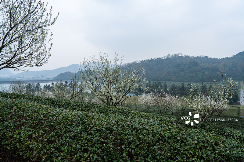 绍兴五峰岭的茶园图片素材