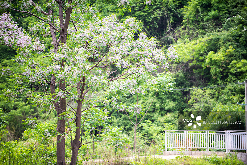一棵苦楝树图片素材