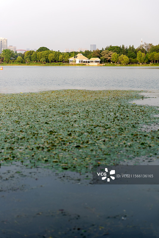 汉阳月湖公园图片素材