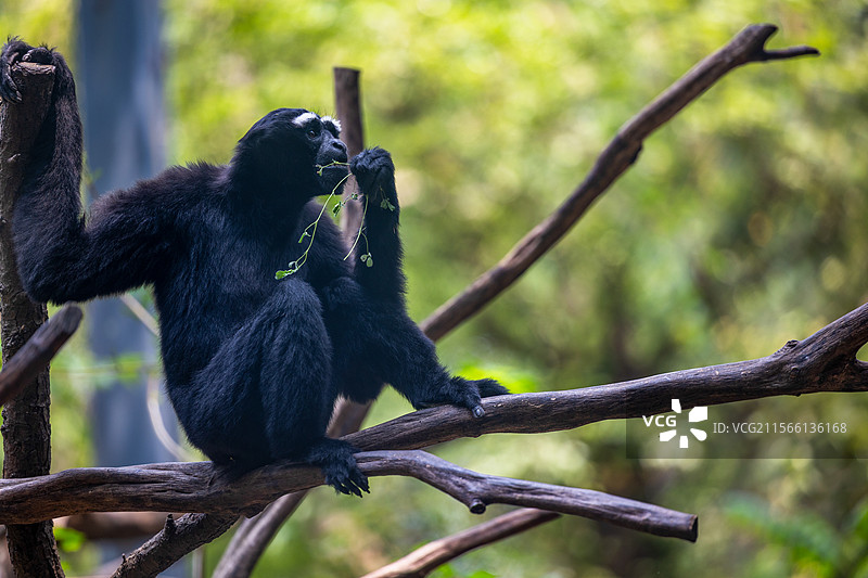 白眉长臂猿图片素材