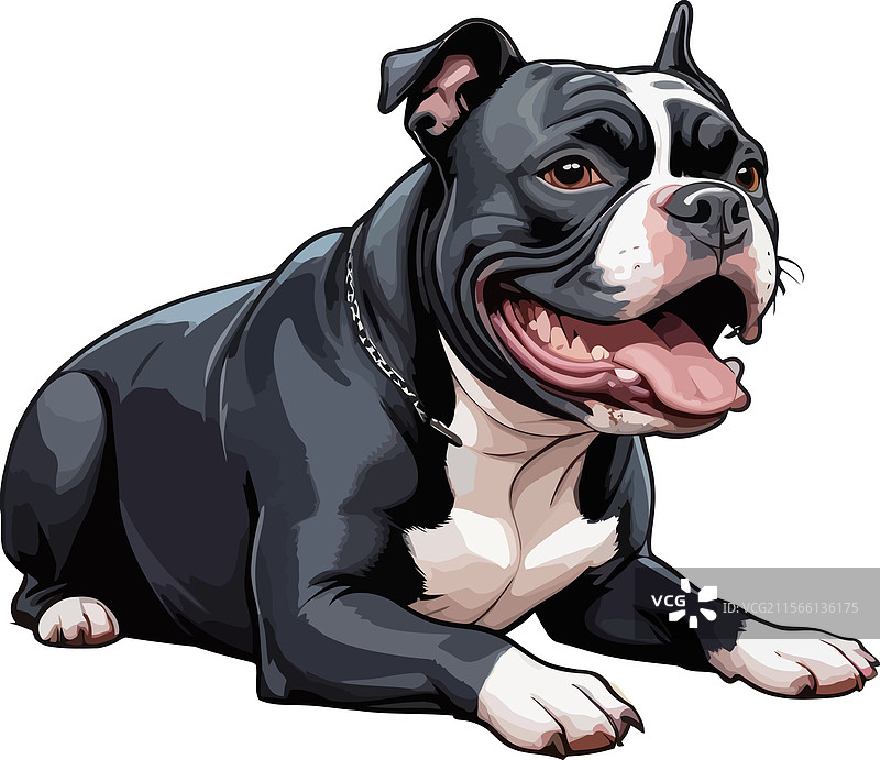 友好的黑色美国斗牛犬图片素材