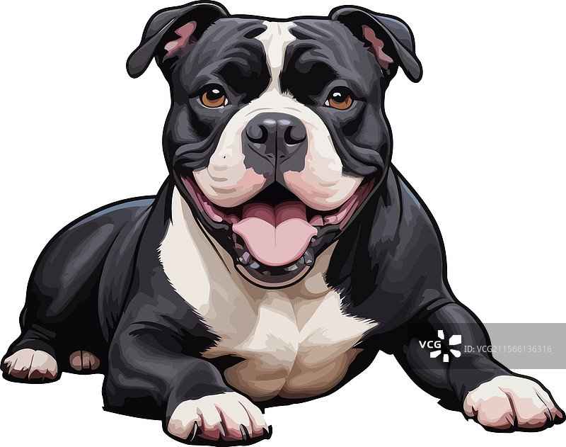 可训练的黑色美国斗牛犬小狗图片素材