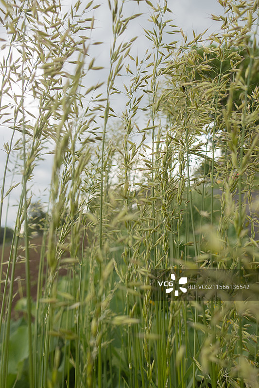 风雨前随风摆动的野草图片素材