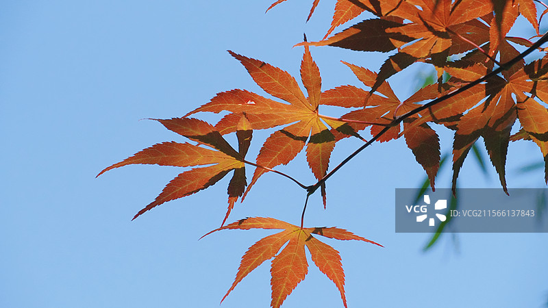 如皋水绘园枫叶图片素材