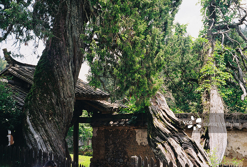 云中大漈时思寺寺门侧柏图片素材