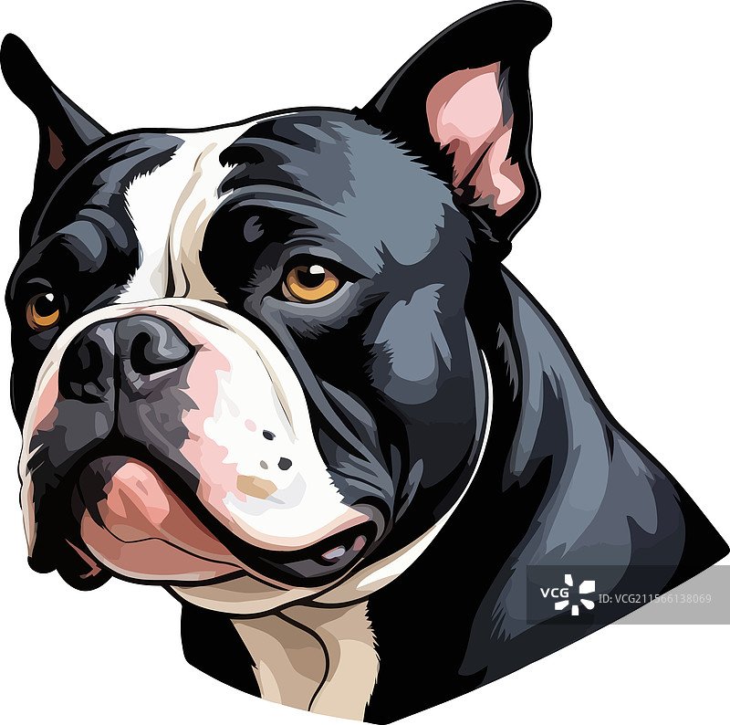 保护性和亲昵的美国斗牛犬图片素材