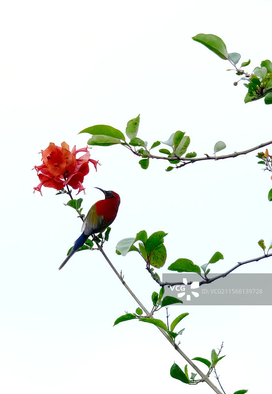 夏日昆明世博园花鸟图白底树枝绿叶野鸟特写图片素材