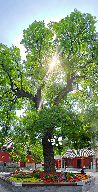 宣南博物馆 长椿寺 古树图片素材