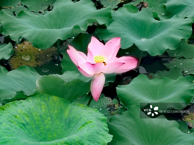 漂亮的荷花在绽放2图片素材