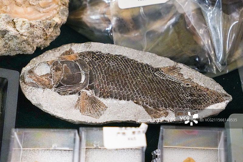 鱼类标本鱼类骨骼图片素材