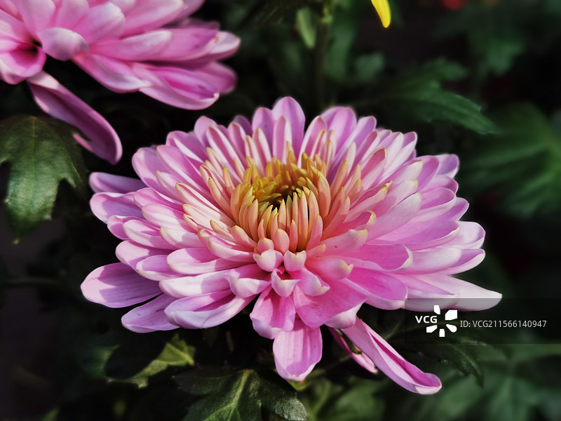 秋日菊花图片素材