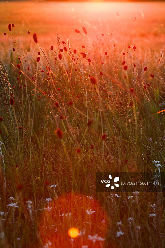 内蒙古正蓝旗夕阳中的草原花草光影图片素材