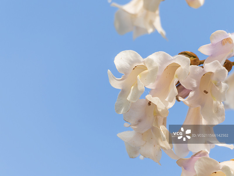 蓝天泡桐花图片素材