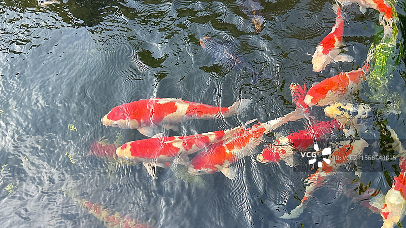 鸡鸣寺鲤鱼图片素材